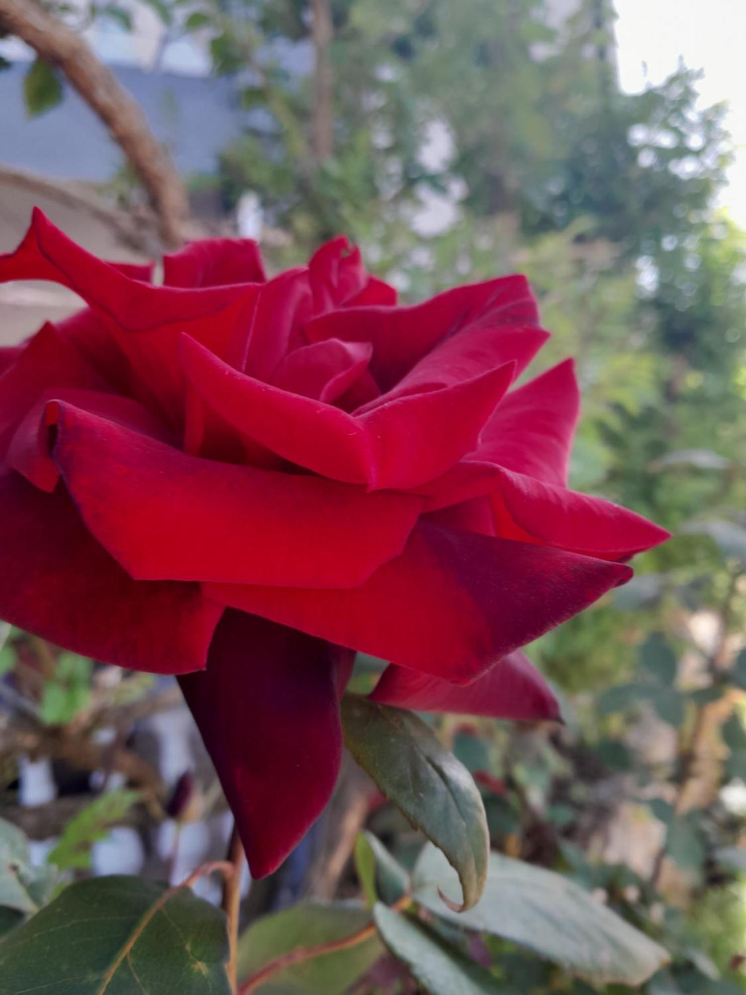 Apartman Nena Cepljani Esterno foto